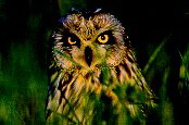 Il parco di Cervia, animali Il parco di Cervia, animali