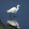 Le saline di Cervia