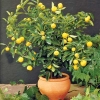 Citrus Lemon in vaso
