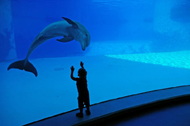 Incontro con il delfino a Oltremare