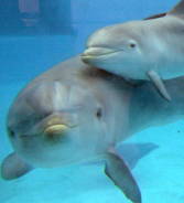 Delfinario di Rimini, Lapo e mamma Alfa