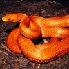 Serpenti in mostra a Reptilia Expo, Rimini