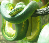 Boa