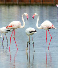Fenicotteri Rosa Cervia
