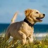 La Spiaggia che accoglie fido