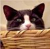 Gatto Gatto