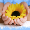 Girasole tra le mani