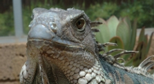 Iguana