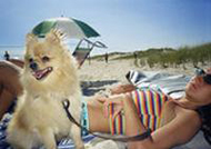 Il tuo cane in spiaggia con te Il tuo cane in spiaggia con te
