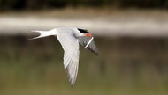 Fauna nelle Saline di Cervia