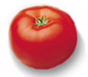 pomodoro biologico