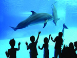 Oltremare, delfini e bambini