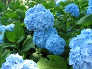 Ortensie blu