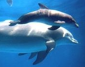 Delfini al Delfinario di Rimini
