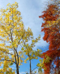 Parco di Rimini. alberi in autunno