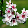 Fiori di Pasqua