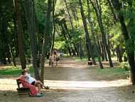 Pineta di Cervia