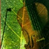 Pineta in concerto