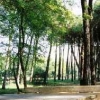 Pineta di Milano Marittima-Cervia