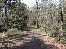 Pineta Ravenna
