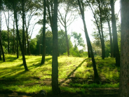 Pineta Lidi Ravennati
