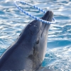 Delfinario di Rimini, giochi in acqua