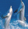 Delfinario di Rimini, acrobazie dei delfini 