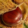 sagre autunno rimini