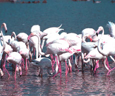 Fenicotteri alle Saline di Cervia