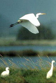 Particolare della fauna nelle saline di Cervia