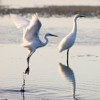 Saline di Cervia