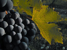 Sangiovese vitigno