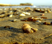 Spiaggia di Rimini, conchiglie Spiaggia di Rimini, conchiglie