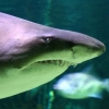 Squalo all'Acquario di Cattolica