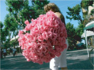 Rose Notte Rosa