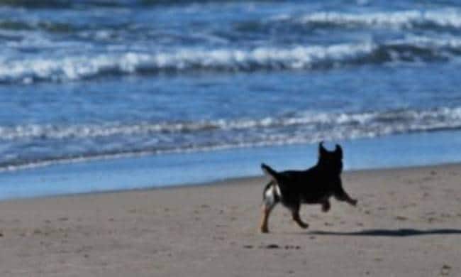 Tranquillità e libertà in spiaggia