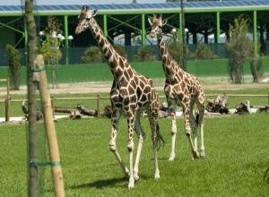 Giraffe al parco le dune