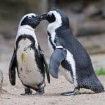 pinguini al Parco Le Navi Cattolica